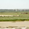 moutons st Valery